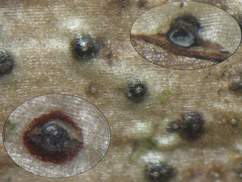 Представитель Семейства Massarinaceae